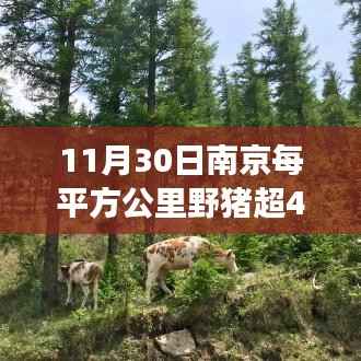 南京野猪密度飙升,野趣危机背后的故事