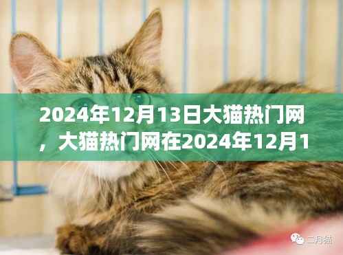 大猫热门网全新升级及未来发展展望,2024年12月13日的蜕变之路