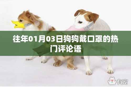 狗狗戴口罩,热门评论精选