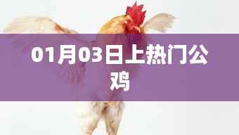 热门公鸡揭秘,揭秘背后的故事