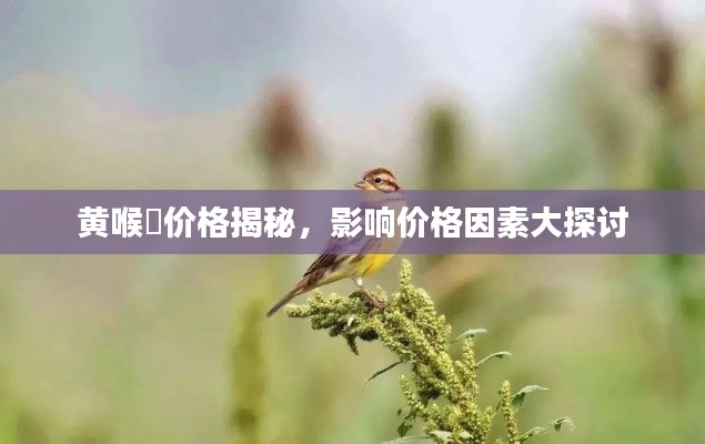 黄喉鹀价格揭秘,影响价格因素大探讨