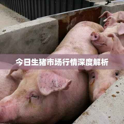 今日生猪市场行情深度解析