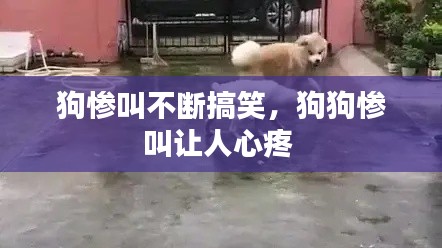 狗惨叫不断搞笑,狗狗惨叫让人心疼
