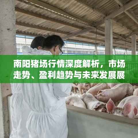 南阳猪场行情深度解析,市场走势、盈利趋势与未来发展展望