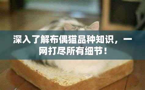 深入了解布偶猫品种知识,一网打尽所有细节!