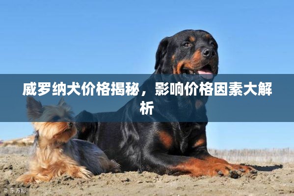 威罗纳犬价格揭秘,影响价格因素大解析