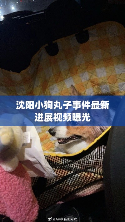 沈阳小狗丸子事件最新进展视频曝光